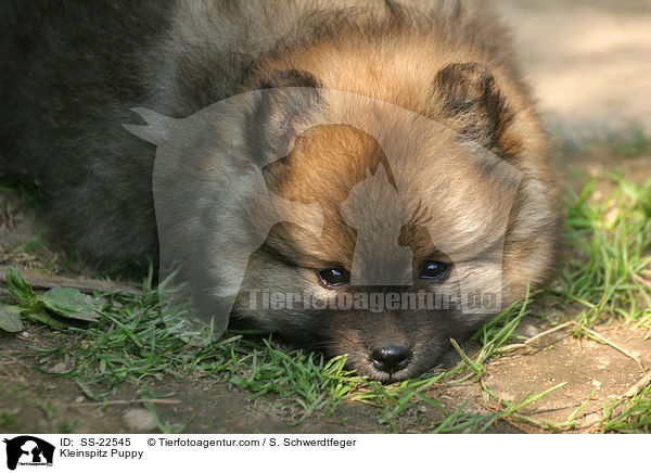 Kleinspitz Welpe / Kleinspitz Puppy / SS-22545