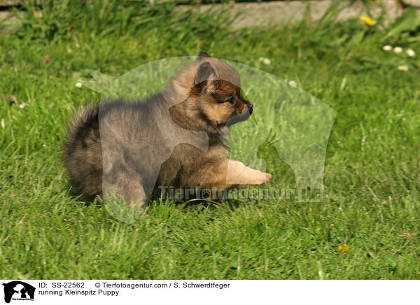 running Kleinspitz Puppy / SS-22562