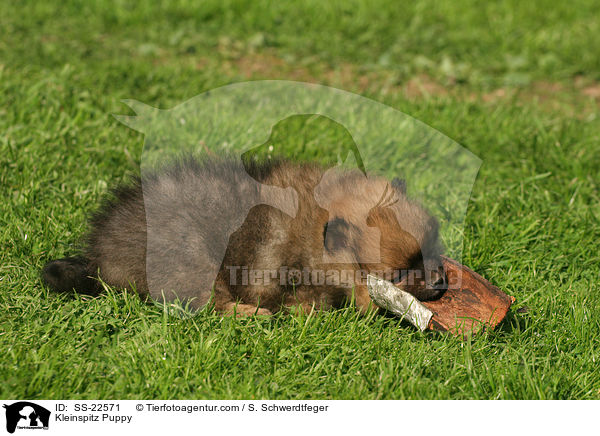 Kleinspitz Welpe / Kleinspitz Puppy / SS-22571