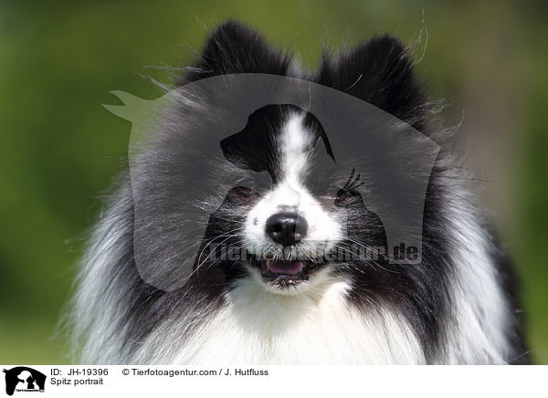 Kleinspitz Portrait / Spitz portrait / JH-19396