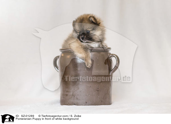 Pomeranian Welpe vor wei�em Hintergrund / Pomeranian Puppy in front of white background / SZ-01289
