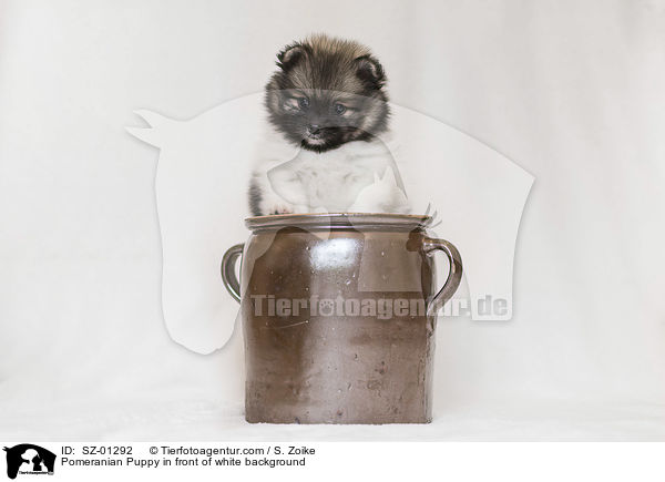 Pomeranian Welpe vor weiem Hintergrund / Pomeranian Puppy in front of white background / SZ-01292