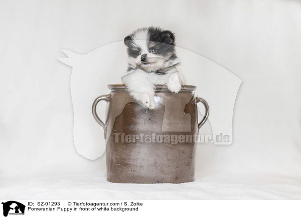 Pomeranian Welpe vor weiem Hintergrund / Pomeranian Puppy in front of white background / SZ-01293