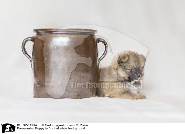 Pomeranian Welpe vor weiem Hintergrund / Pomeranian Puppy in front of white background / SZ-01294