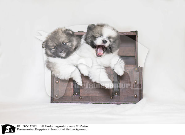 Pomeranian Welpen vor weiem Hintergrund / Pomeranian Puppies in front of white background / SZ-01301