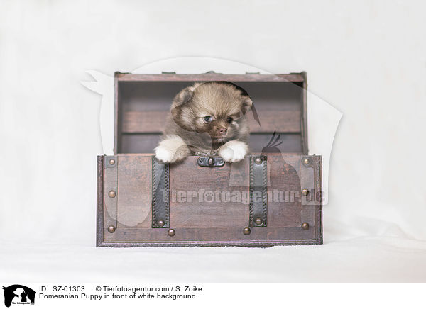 Pomeranian Welpe vor weiem Hintergrund / Pomeranian Puppy in front of white background / SZ-01303