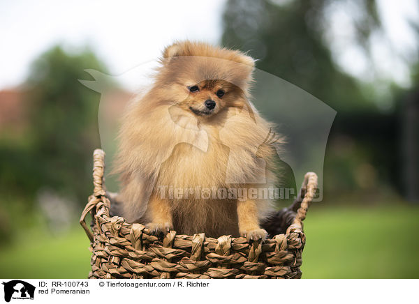 roter Kleinspitz / red Pomeranian / RR-100743