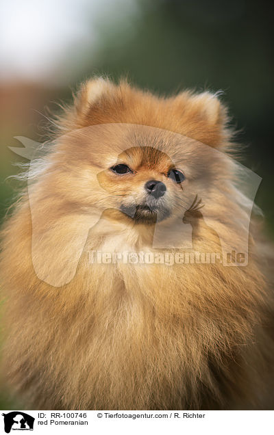 roter Kleinspitz / red Pomeranian / RR-100746