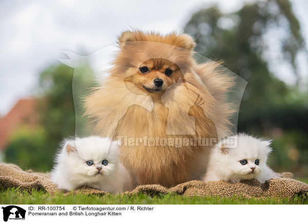 Pomeranian and British Longhair Kitten / RR-100754