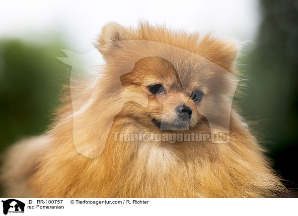 roter Kleinspitz / red Pomeranian / RR-100757