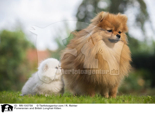 Pomeranian and British Longhair Kitten / RR-100758