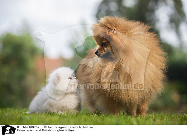 Pomeranian and British Longhair Kitten / RR-100759