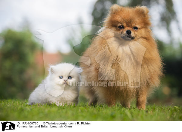 Pomeranian and British Longhair Kitten / RR-100760
