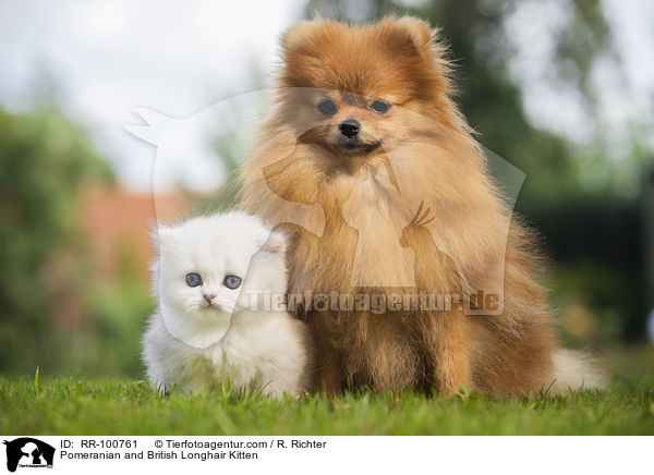 Pomeranian and British Longhair Kitten / RR-100761