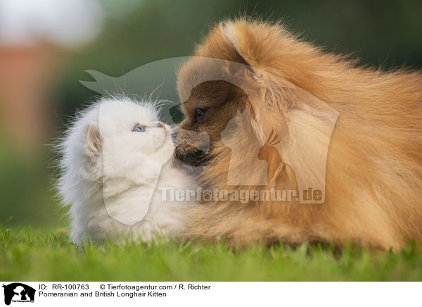 Kleinspitz und Britisch Langhaar Ktzchen / Pomeranian and British Longhair Kitten / RR-100763