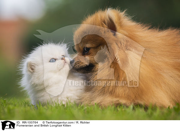 Pomeranian and British Longhair Kitten / RR-100764