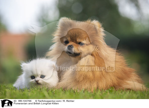 Pomeranian and British Longhair Kitten / RR-100766