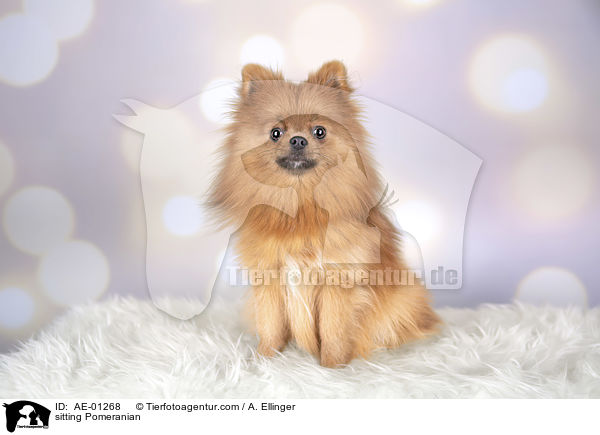 sitzender Pomeranian / sitting Pomeranian / AE-01268