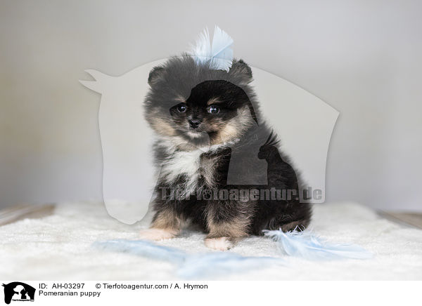 Pomeranian Welpe / Pomeranian puppy / AH-03297