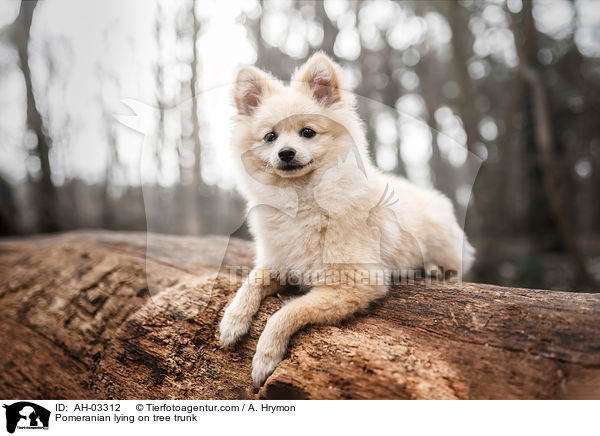 Pomeranian liegt auf Baumstamm / Pomeranian lying on tree trunk / AH-03312