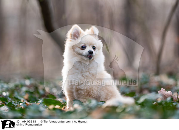 sitzender Pomeranian / sitting Pomeranian / AH-03318