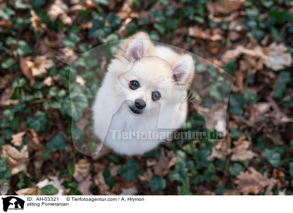 sitzender Pomeranian / sitting Pomeranian / AH-03321