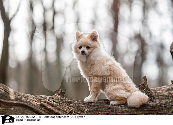 sitzender Pomeranian / sitting Pomeranian / AH-03332