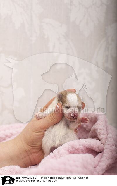 6 Tage alter Zwergspitz Welpe / 6 days old Pomeranian puppy / MW-25250