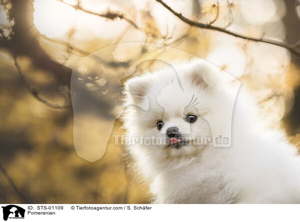 Pomeranian / Pomeranian / STS-01109