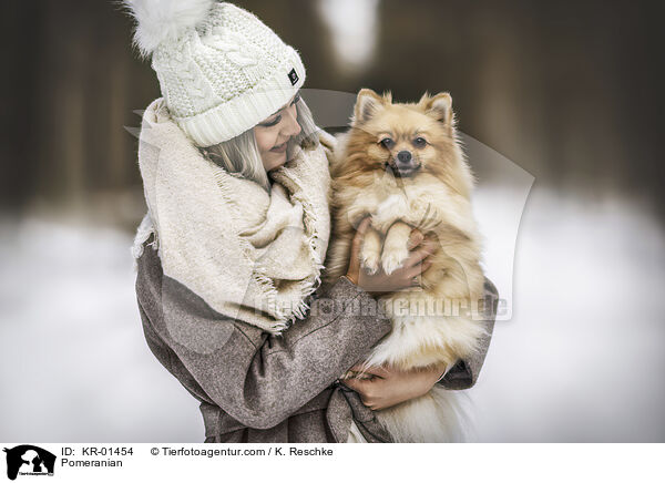Pomeranian / Pomeranian / KR-01454