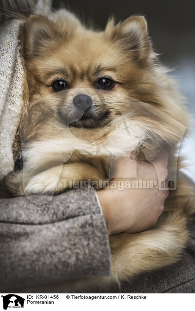 Pomeranian / KR-01456