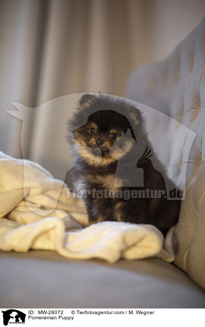 Pomeranian Welpe / Pomeranian Puppy / MW-28072