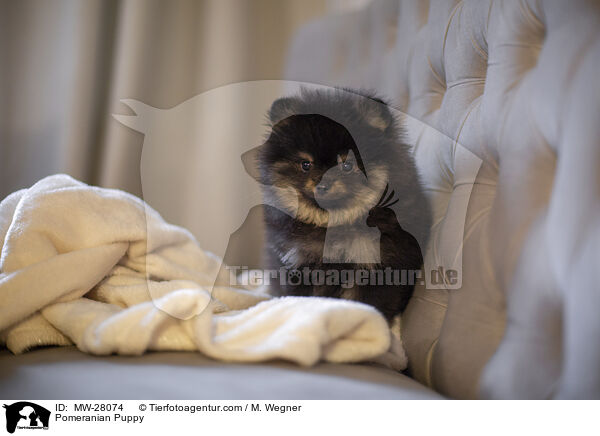 Pomeranian Welpe / Pomeranian Puppy / MW-28074