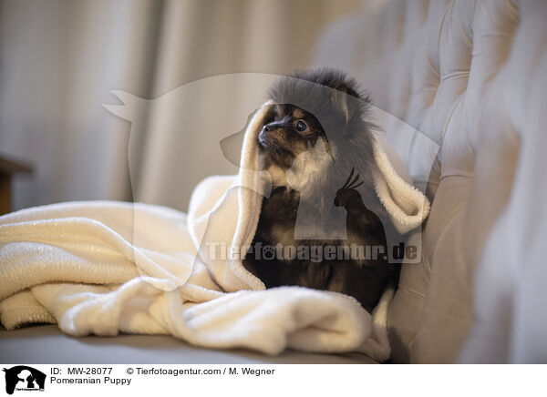Pomeranian Welpe / Pomeranian Puppy / MW-28077