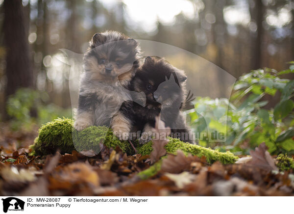 Pomeranian Welpe / Pomeranian Puppy / MW-28087