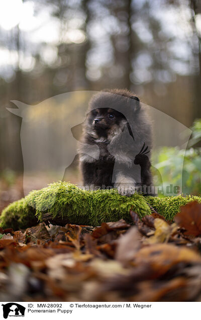 Pomeranian Puppy / MW-28092