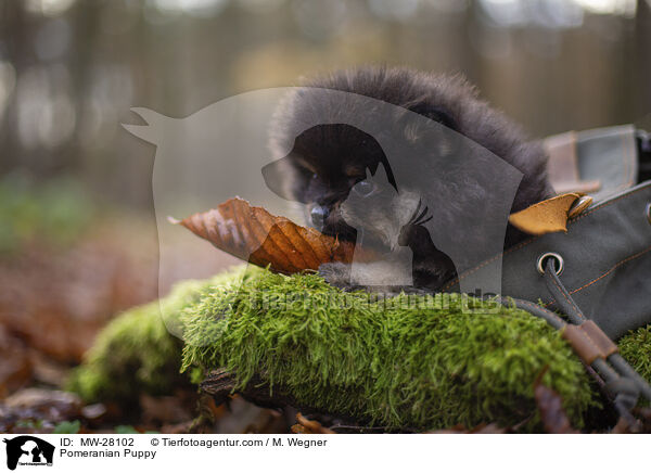 Pomeranian Puppy / MW-28102