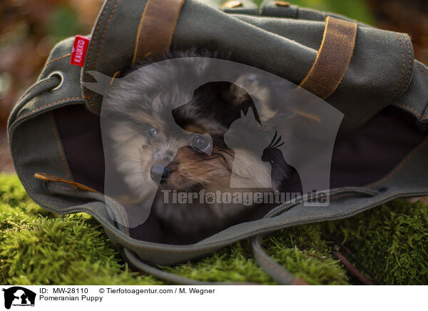 Pomeranian Puppy / MW-28110