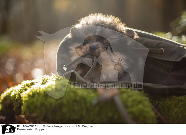 Pomeranian Puppy / MW-28113