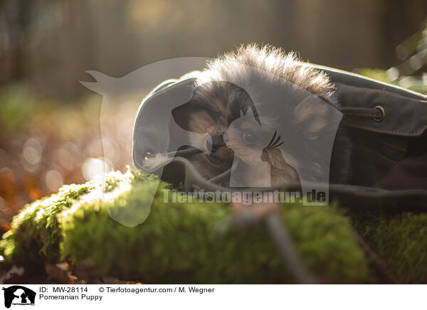 Pomeranian Puppy / MW-28114
