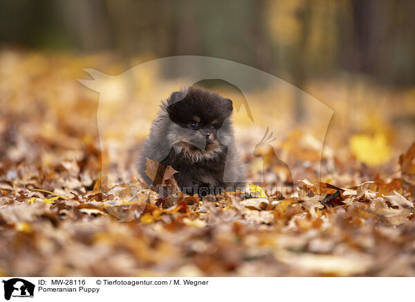 Pomeranian Puppy / MW-28116