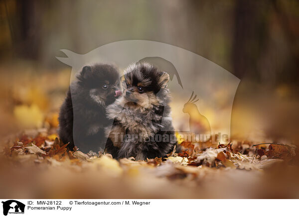 Pomeranian Puppy / MW-28122