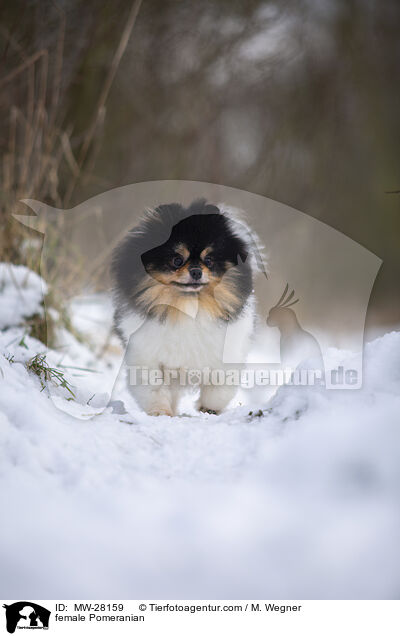 female Pomeranian / MW-28159