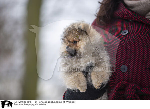 Pomeranian puppy in winter / MW-28169