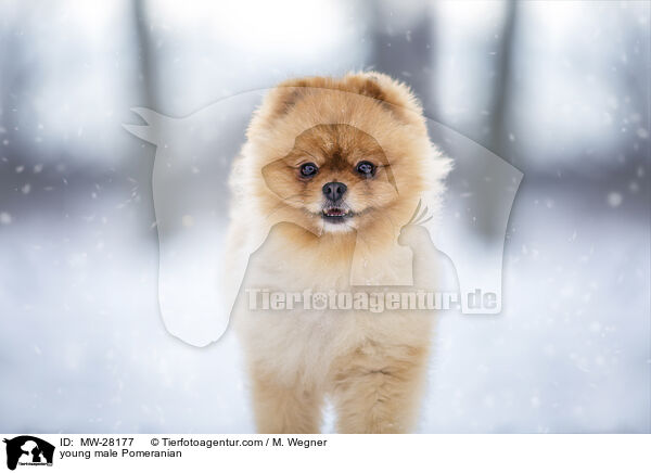 junger Pomeranian Rde / young male Pomeranian / MW-28177