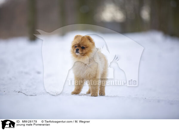 junger Pomeranian Rde / young male Pomeranian / MW-28179