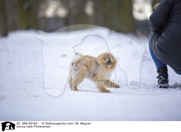 junger Pomeranian Rde / young male Pomeranian / MW-28184