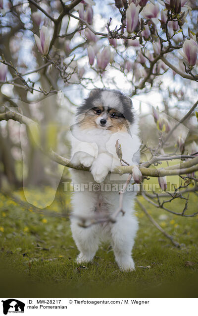 Pomeranian Rde / male Pomeranian / MW-28217