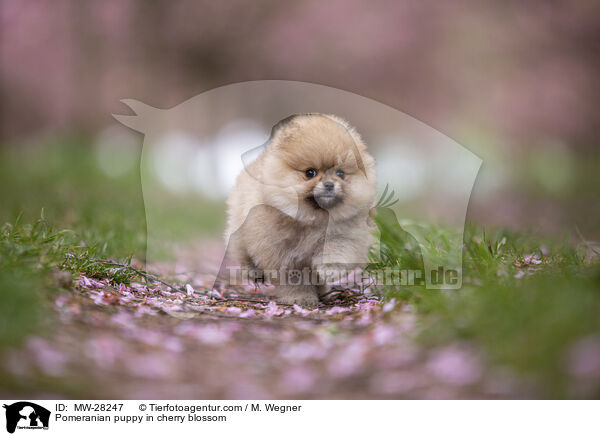 Pomeranian Welpe in der Kirschblte / Pomeranian puppy in cherry blossom / MW-28247
