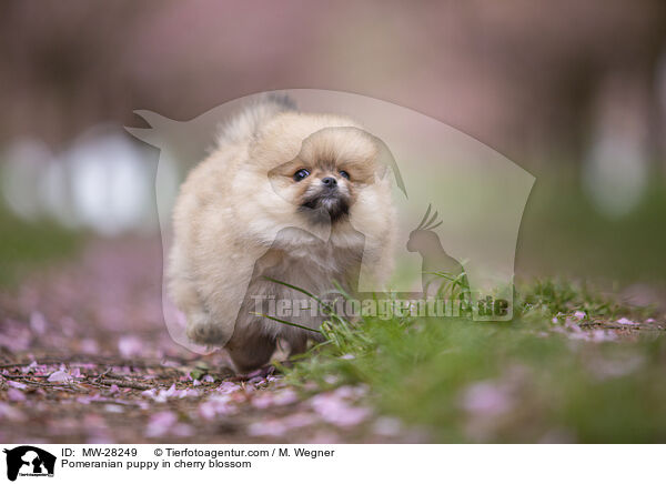 Pomeranian Welpe in der Kirschblte / Pomeranian puppy in cherry blossom / MW-28249